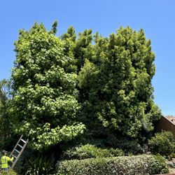 Lopez Tree Service - Liquidambar, podocarpus crown thin, reduction
(Before )