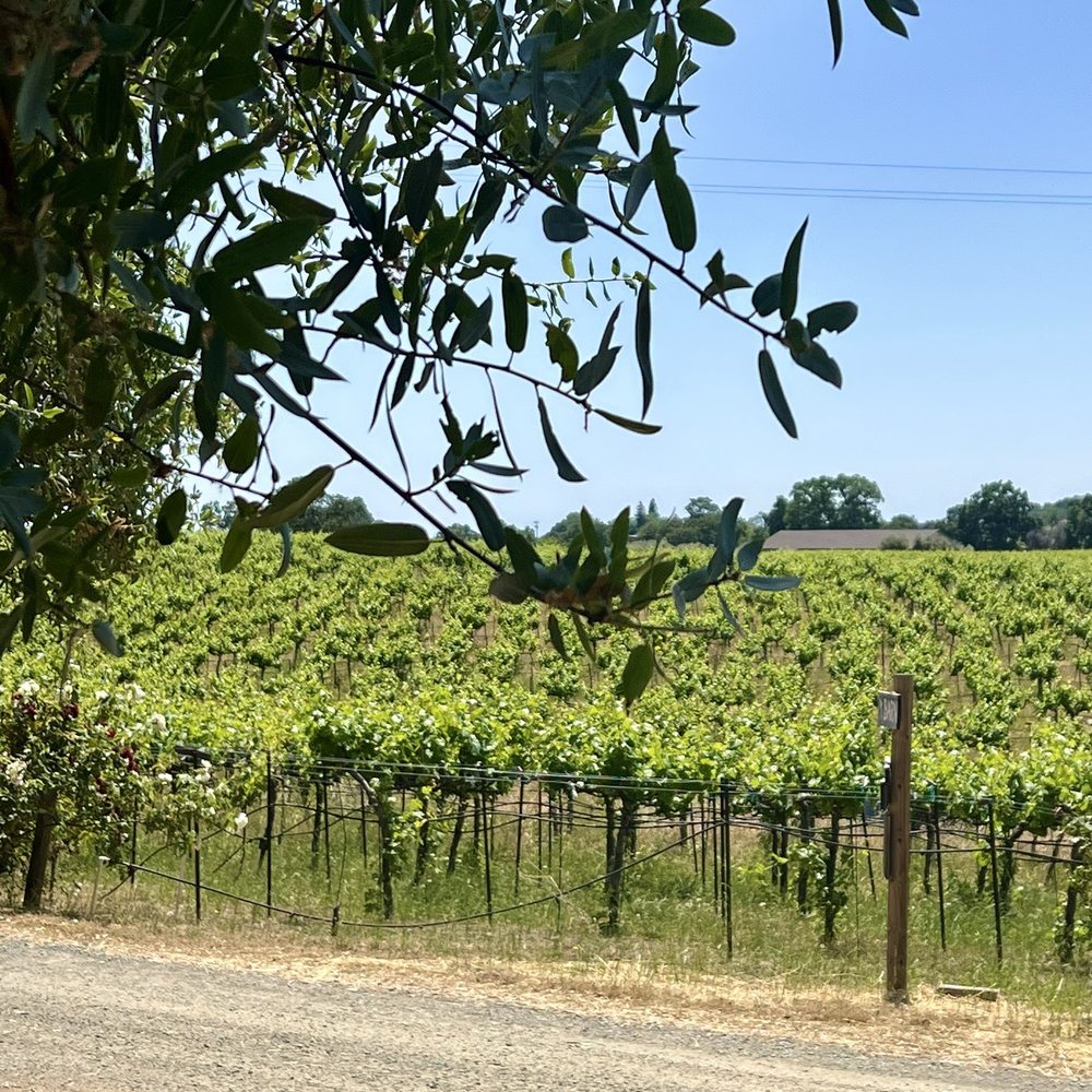Vineyard Vineyard