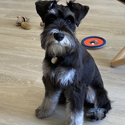 Le Beastro - Mini schnauzer grooming