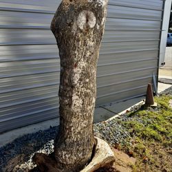 Central Cal Tree Service - Maple tree