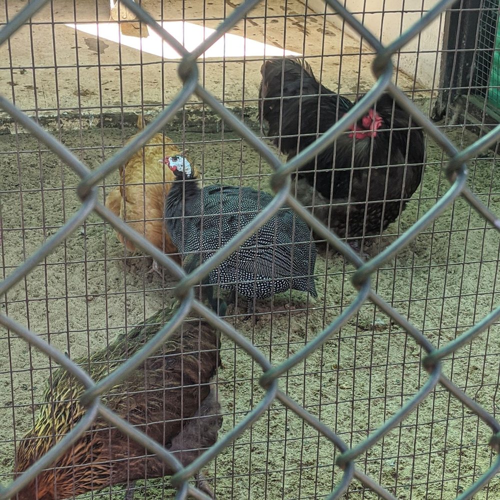 Thompson Park - Silken chickens - Parks Near Me - Jamesburg, New Jersey Thompson Park - Silken chickens - Parks Near Me - Jamesburg, New Jersey
