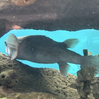 New York Aquarium - Fugu hiding out from the sushi chefs - Zoos Near Me - Brooklyn, New York New York Aquarium - Fugu hiding out from the sushi chefs - Zoos Near Me - Brooklyn, New York