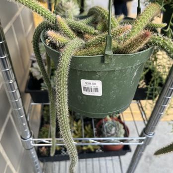 Plant Slut - Home Decor Near Me - San Jose, California