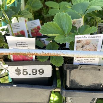 Phoenix Perennials - Nurseries & Gardening Near Me - Richmond, British Columbia