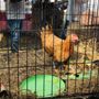 Photo of Central Florida Veg Fest