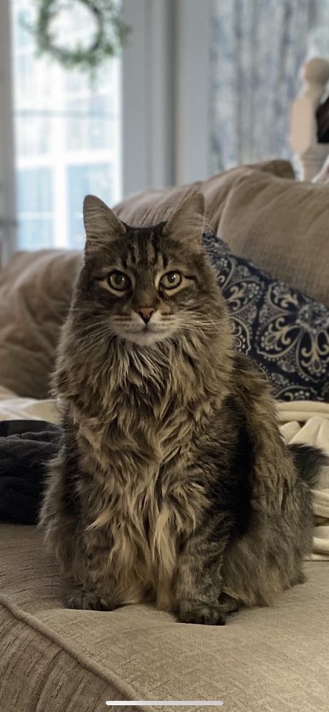 Cat Clinic - pet boarding facility in Saint Louis, MO