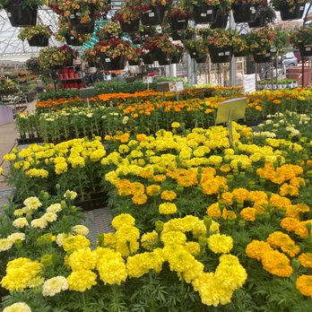 Nicks Garden Center - Nurseries & Gardening Near Me - Aurora, Colorado Nicks Garden Center - Nurseries & Gardening Near Me - Aurora, Colorado