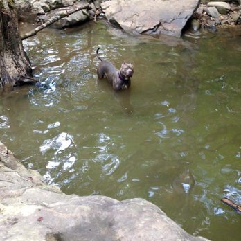 Moss Rock Preserve - Stella enjoying a cool down - Hiking Near Me - Hoover, Alabama