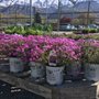 Photo of Linden Nursery