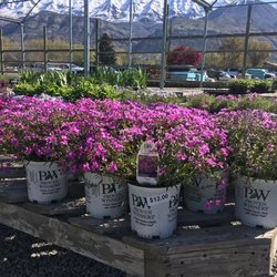 Linden Nursery - Flowers