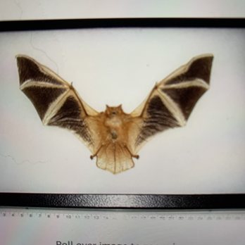 Better Wildlife Control - Bat pic. We perform live exclusions on all bats. - Pest Control Near Me Better Wildlife Control - Bat pic. We perform live exclusions on all bats. - Pest Control Near Me