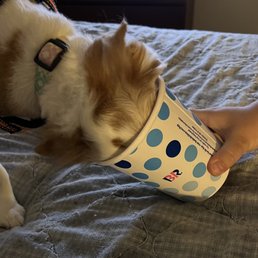Mollie cleaning the container. Mollie cleaning the container.