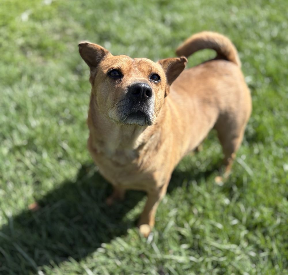 Hayden Run Animal Lodge - pet boarding facility in Hilliard, OH