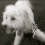 Photo of Pets at Play, Pet Sitting