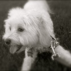 Pets at Play, Pet Sitting - Oscar!