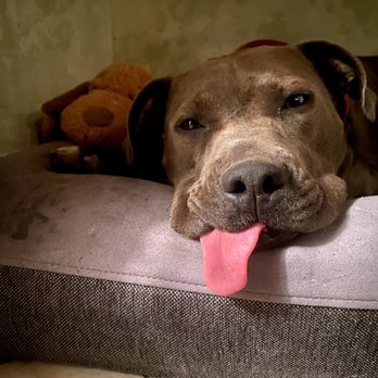 Supreme K9 - Pet Training Near Me - Union City, New Jersey