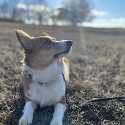 Brandywine Creek State Park