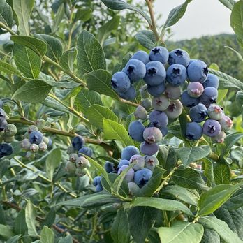 Gold Barn Blueberries - Gold Barn Blueberries - Pick Your Own Farms Near Me - Holland, Michigan Gold Barn Blueberries - Gold Barn Blueberries - Pick Your Own Farms Near Me - Holland, Michigan
