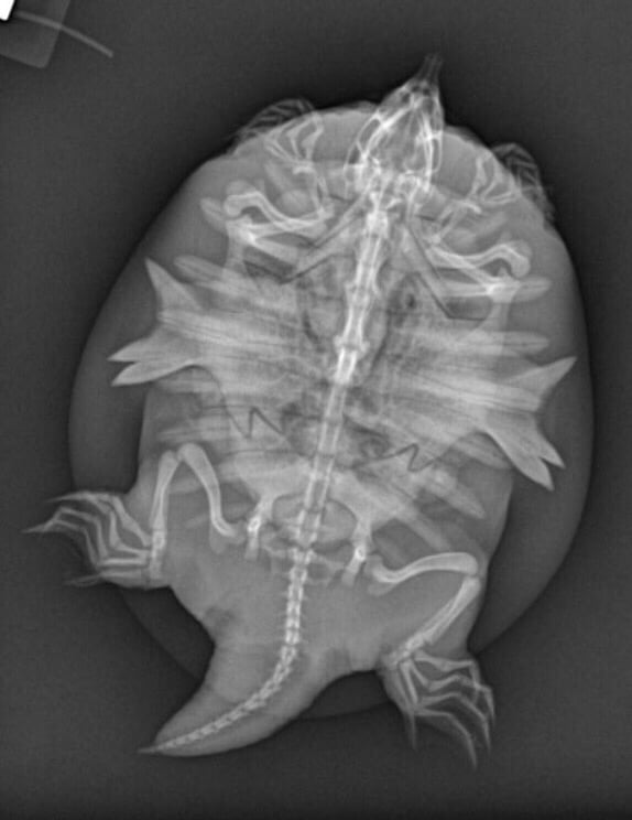 SHERWOOD ANIMAL CLINIC OF SILSBEE Updated September 2024 1160 Hwy