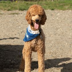 Clover Valley Off Leash Park