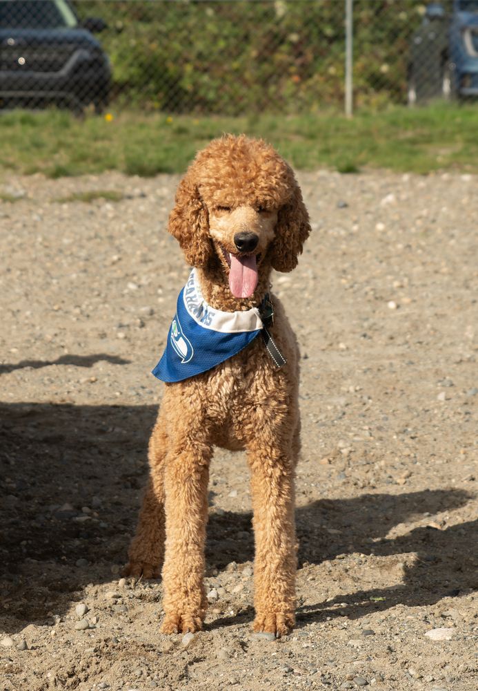 Clover Valley Off Leash Park Image