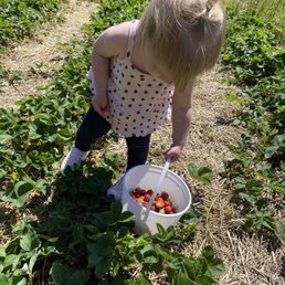 a toddler picking strawberries a toddler picking strawberries