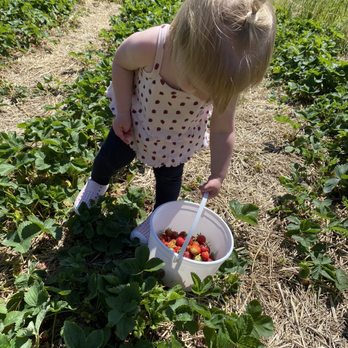 Apple Barn Orchard & Winery - a toddler picking strawberries - Wineries Near Me - Elkhorn, Wisconsin Apple Barn Orchard & Winery - a toddler picking strawberries - Wineries Near Me - Elkhorn, Wisconsin