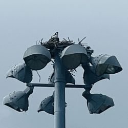 Mackle Park - Osprey nest.