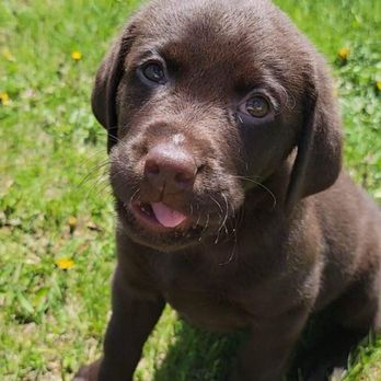 FireFly Kennels - Pet Training Near Me - Lehighton, Pennsylvania FireFly Kennels - Pet Training Near Me - Lehighton, Pennsylvania