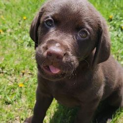 FireFly Kennels