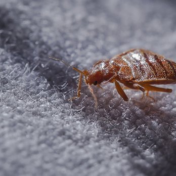 Quality Pest Control - Bedbugs extermination services - Pest Control Near Me Quality Pest Control - Bedbugs extermination services - Pest Control Near Me