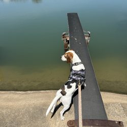 Picture of the pond with a diving board