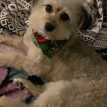 Critter Care Grooming - Essie the maltipoo - Pet Groomers Near Me - Las Vegas, Nevada