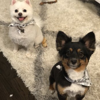 Salon Dog - Pet Groomers Near Me - Chicago, Illinois Salon Dog - Pet Groomers Near Me - Chicago, Illinois