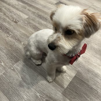 Sienna's Grooming Services and products - Tucker all done up! - Pet Groomers Near Me - Spring Valley, California Sienna's Grooming Services and products - Tucker all done up! - Pet Groomers Near Me - Spring Valley, California