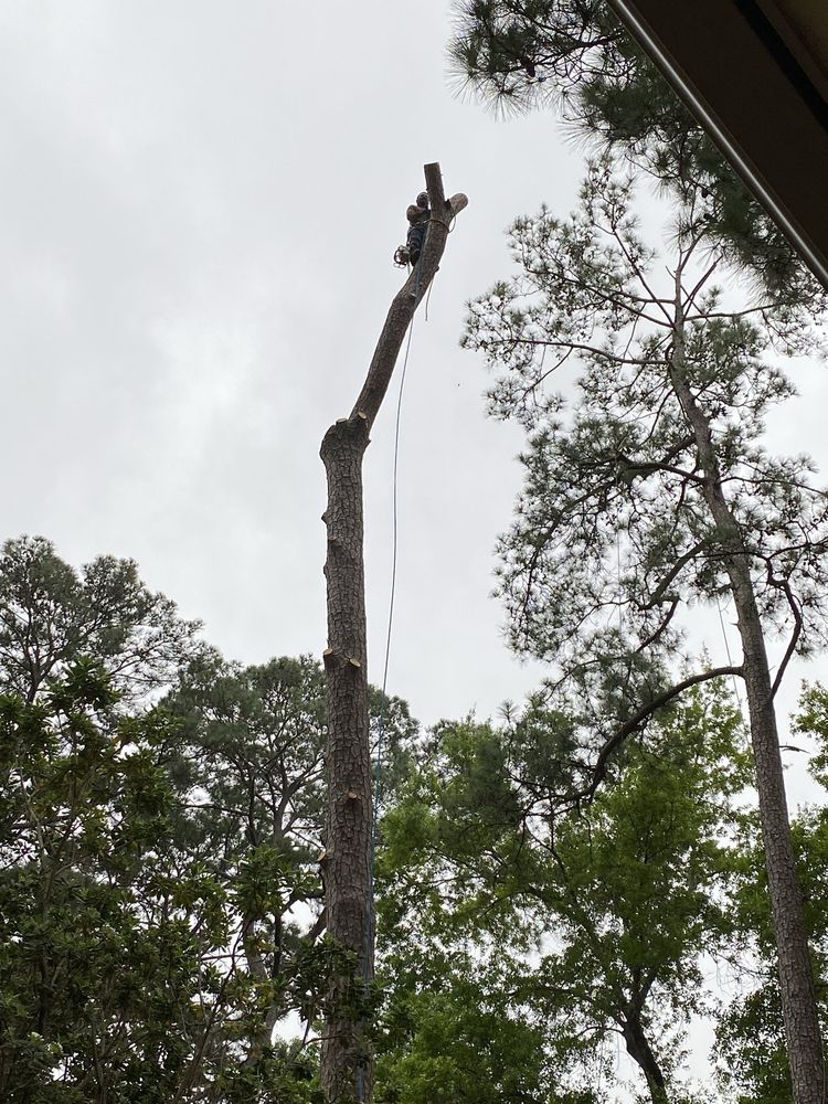 Newland Tree Service - tree service in Houston, TX