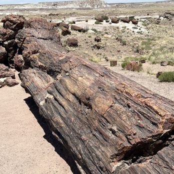 Rainbow Forest Museum And Visitor Center - "Old Faithful" on Giant Logs Trail - Museums Near Me - Holbrook, Arizona