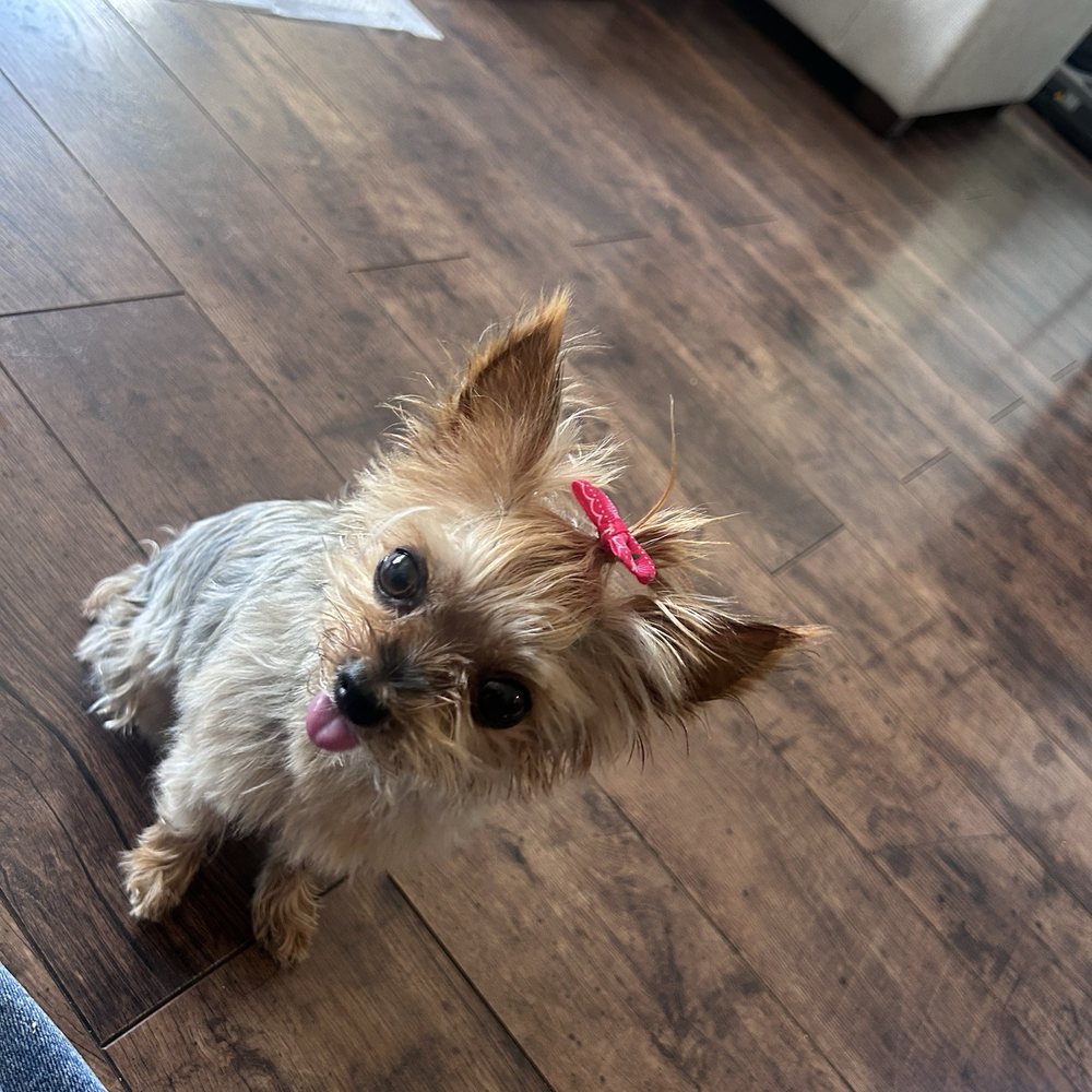 Bitches N Bubbles - After haircut - Pet Groomers Near Me - Long Beach, California