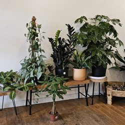 Hammer + Vine