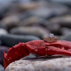 Lemelin Photography