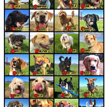 Dog Trot by Chris - 2016 Crew - Dog Walkers Near Me - San Francisco, California Dog Trot by Chris - 2016 Crew - Dog Walkers Near Me - San Francisco, California