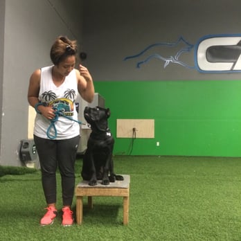 Cali K9 - Maximo's Onyx in focus. - Pet Training Near Me - San Jose, California