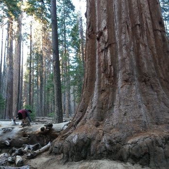 Trail of 100 Giants - Amazing place! - Hiking Near Me - Springville, California Trail of 100 Giants - Amazing place! - Hiking Near Me - Springville, California