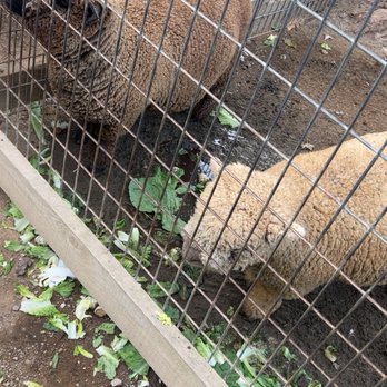 Avila Valley Barn - Sheep - Fruits & Veggies Near Me - San Luis Obispo, California Avila Valley Barn - Sheep - Fruits & Veggies Near Me - San Luis Obispo, California
