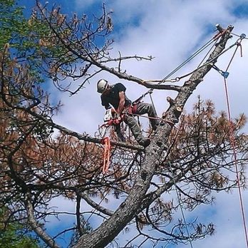 Roots & - Technical removal, where everything needed to be ziplined away from the immediate area to protect undergrowth. - Tree Services Near Me Roots & - Technical removal, where everything needed to be ziplined away from the immediate area to protect undergrowth. - Tree Services Near Me