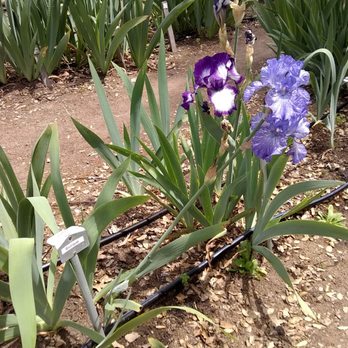 Horton Iris Garden - Attraction Farms Near Me - Loomis, California