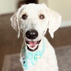 Seaside Grooming - After! Fresh, clean and happy thanks to Seaside Grooming!