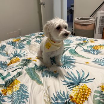 Smiling Leash Pet Grooming - Will definitely be returning - Pet Groomers Near Me - Hollywood, Florida Smiling Leash Pet Grooming - Will definitely be returning - Pet Groomers Near Me - Hollywood, Florida