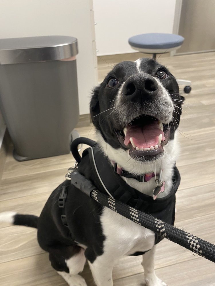 CARSON VETERINARY CLINIC Updated October 2024 12 Photos & 13