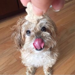 Downtown Dog Walker - Teddy Grams, my favorite!